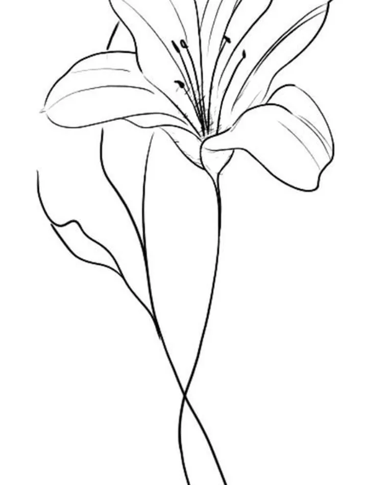 Blume fineline, Vorlage