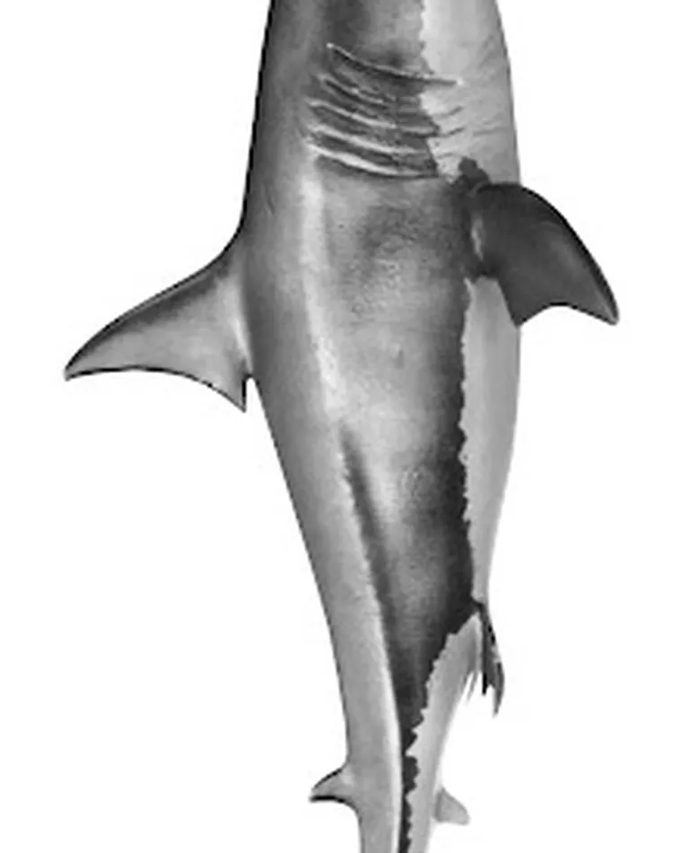 Shark, Vorlage