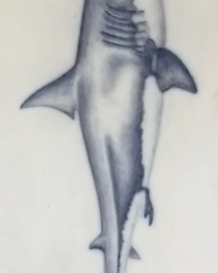 Shark, fertiges Tattoo